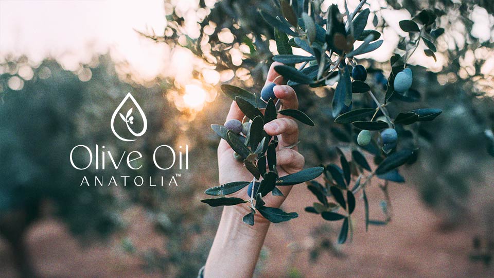 Oleuropein: Secret of the Immortal Tree & Olive Oil’s Miracle