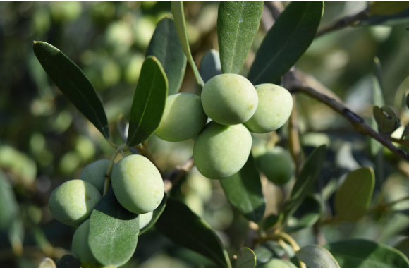 Oleuropein: The Secret of the â€œImmortal Treeâ€ and the Miracle of Olive Oil