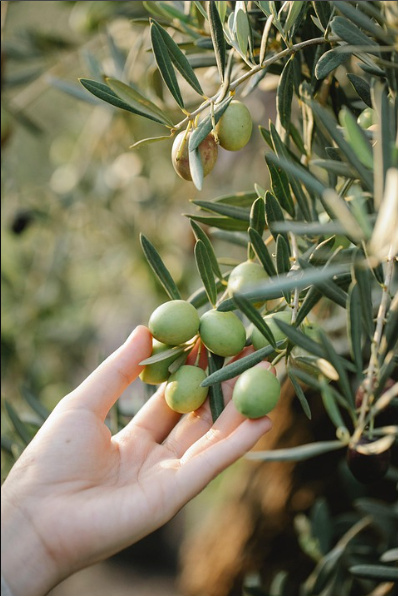 Polyphenols: The Secret Power of Olive Oil
