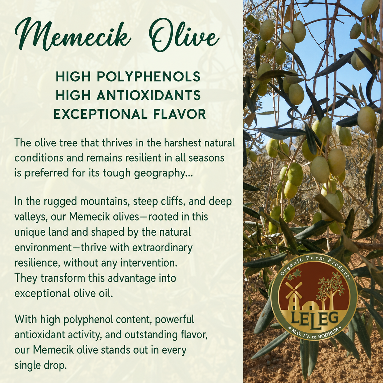 Harvest Memecik Extra Virgin Olive Oil, 500ml – High Polyphenol, Cold Extracted